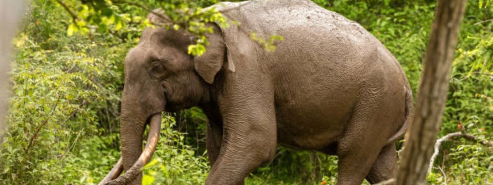 Two Killed in Elephant Attacks in Anuradhapura